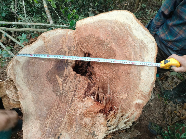 Gốc cây gỗ vừa bị cưa hạ ở khu vực rừng Pha Dương, xã Pù Nhi, huyện Mường Lát (Thanh Hóa) - Ảnh: Đồn biên phòng Pù Nhi cung cấp