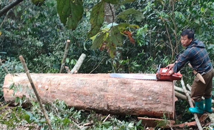 Một khúc gỗ vừa bị cưa hạ ở khu vực rừng Pha Dương, xã Pù Nhi, huyện Mường Lát (Thanh Hóa) - Ảnh: Đồn biên phòng Pù Nhi cung cấp
