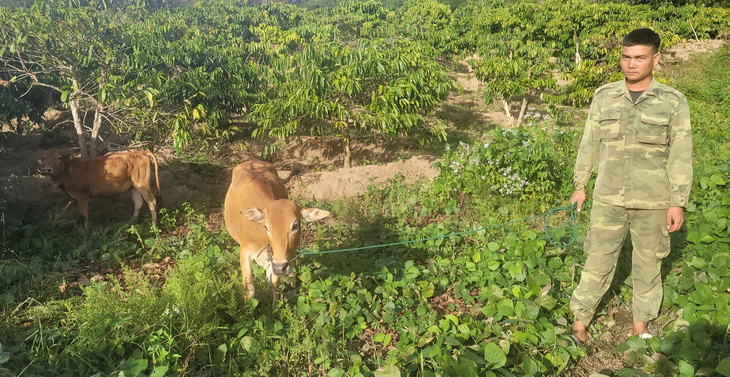 Anh A Trương, thôn Đăk Duông, dắt con bò tự mua giá 8 triệu đồng, bên cạnh bò của hàng xóm do xã Ngọk Wang cấp với giá 16,5 triệu đồng - Ảnh: HUỲNH CÔNG ĐÔNG