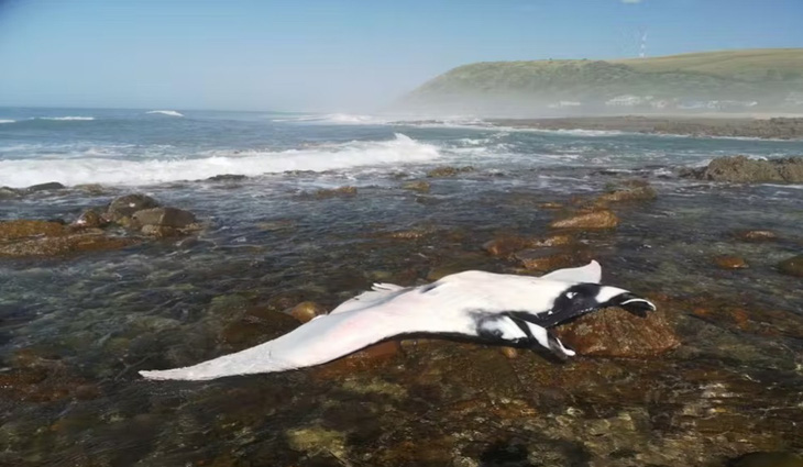 Cá đuối chết dạt vào bờ biển Nam Phi sau sự kiện khối nước cực lạnh dâng lên mặt biển - Ảnh: Ryan Daly