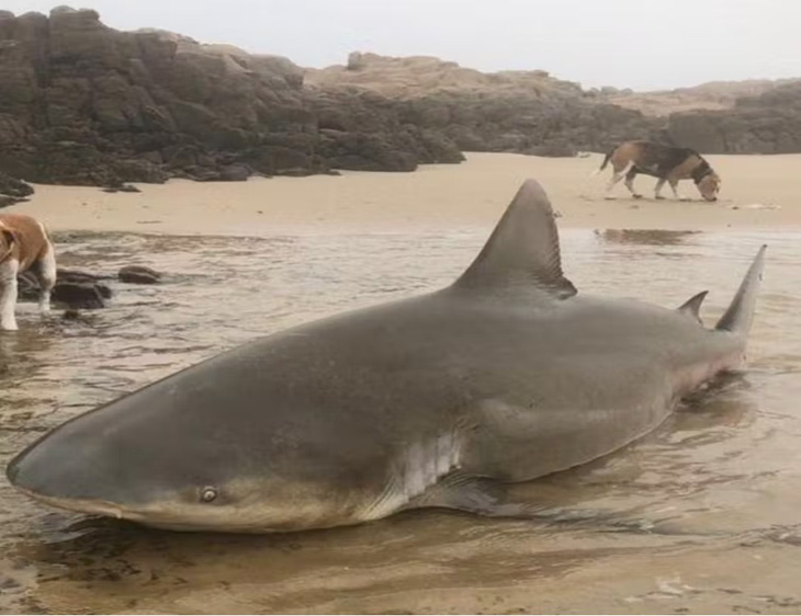 Một trong những con cá mập bò chết dạt vào bờ biển Nam Phi sau sự kiện khối nước cực lạnh dâng lên mặt biển - Ảnh: Ryan Daly