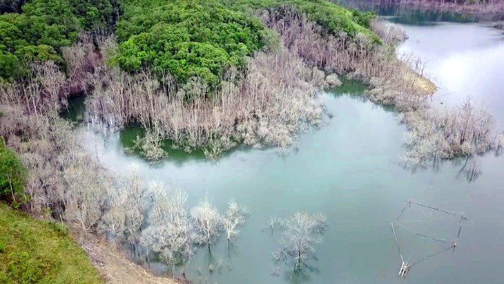 Một khu vực rừng bị ngập úng dẫn tới chết cây khi thủy điện Thượng Kon Tum tích nước - Ảnh: T.L. 