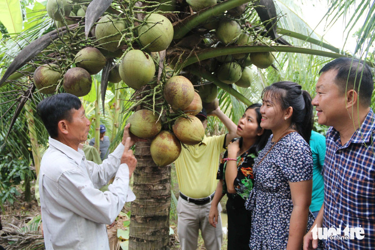 Lần đầu tiên tổ chức lễ hội 100 năm cây dừa sáp tại Trà Vinh