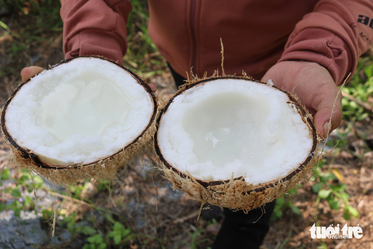 Dừa sáp không có nước như bình thường, cơm dừa dày, mềm dẻo và béo hơn trái dừa thường, phần nước dừa đặc lại trong veo như sương sa - Ảnh: HOÀI THƯƠNG