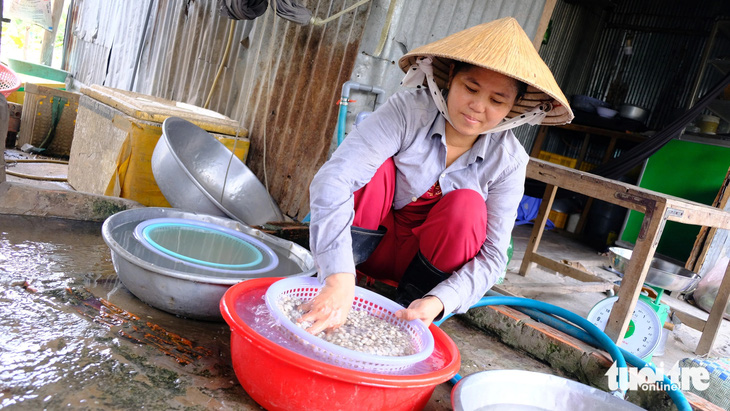 Chị Trần Thị Bé Di sinh sống nhờ nghề bắt và bán hến gần 10 năm nay - Ảnh: ĐẶNG TUYẾT