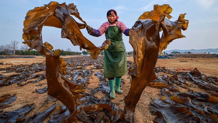 Một phụ nữ đang làm việc trên bãi phơi tảo bẹ (kelp) ở thành phố Vinh Thành, tỉnh Sơn Đông, Trung Quốc. Tảo bẹ là loài có kích thước lớn và từ lâu đã được dùng làm thực phẩm, dược phẩm và nhiều công dụng khác. (Xinhua)