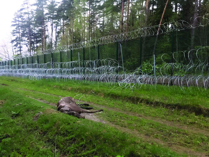 Một con nai sừng tấm bị thương chí mạng do cố vượt hàng rào thép gai trong khu rừng nguyên sinh Belaveshskaya Pushcha.  Ảnh: Gov.by