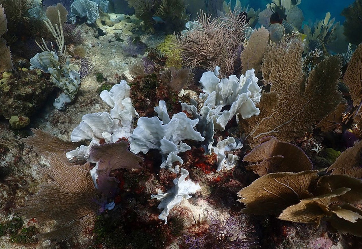Thế giới đang chứng kiến đợt tẩy trắng san hô lớn thứ 2 trong thập kỷ- Ảnh 1.