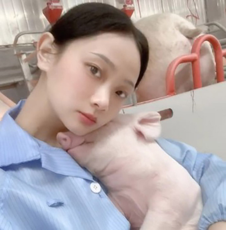 Công việc đầu tiên của Chu tại trang trại là phân loại nhau thai lợn - Ảnh: Douyin