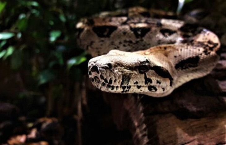 Loài rắn cổ đại mà khoa học mới phát hiện có thể giống với loài Anaconda thời nay - Ảnh: David Jdt/ Unsplash