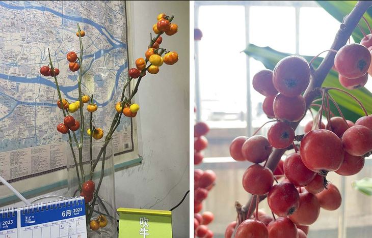 Hồng hay cà chua cũng là một trong những loại trái cây được lựa chọn để "trồng" trong văn phòng.