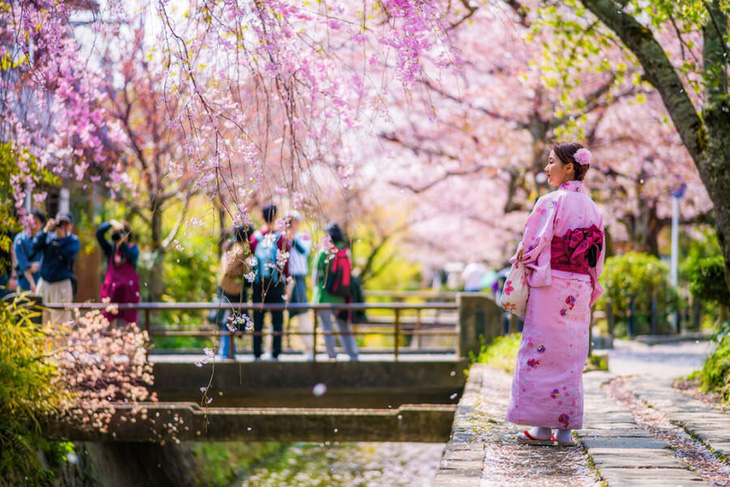 Những hành trình ngắm hoa anh đào đẹp nhất Nhật Bản luôn hấp dẫn du khách quốc tế - Ảnh: NhatbanAZ