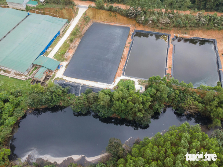 Hồ chứa chất thải sau lưng trang trại heo công nghệ cao của ông Phạm Ngọc Lợi - - Ảnh: HOÀNG TÁO
