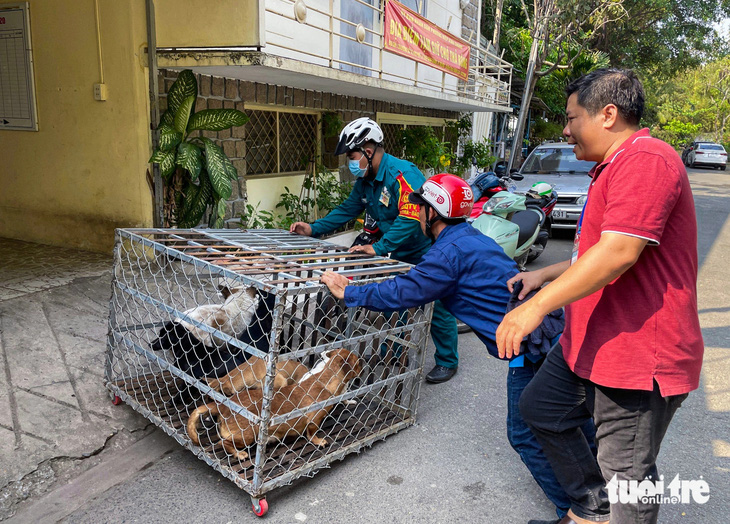 Chó thả rông sau khi bị bắt sẽ được tạm nhốt trong lồng sắt và thông báo đến các nhóm mạng xã hội của từng khu vực - Ảnh: CHÂU TUẤN