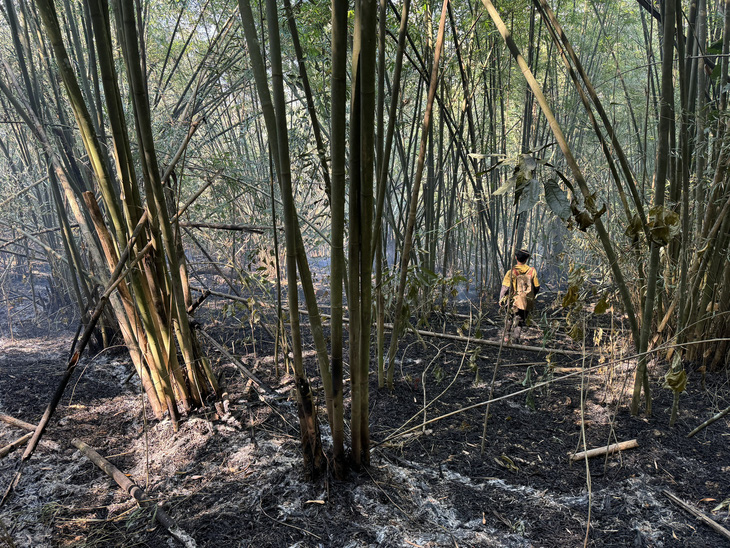 Hiện trường vụ cháy thực bì dưới tán rừng tre nứa ở khu phố Đoàn Kết, thị trấn Mường Lát đầu tháng 3-2024 - Ảnh Hạt kiểm lâm Mường Lát cung cấp