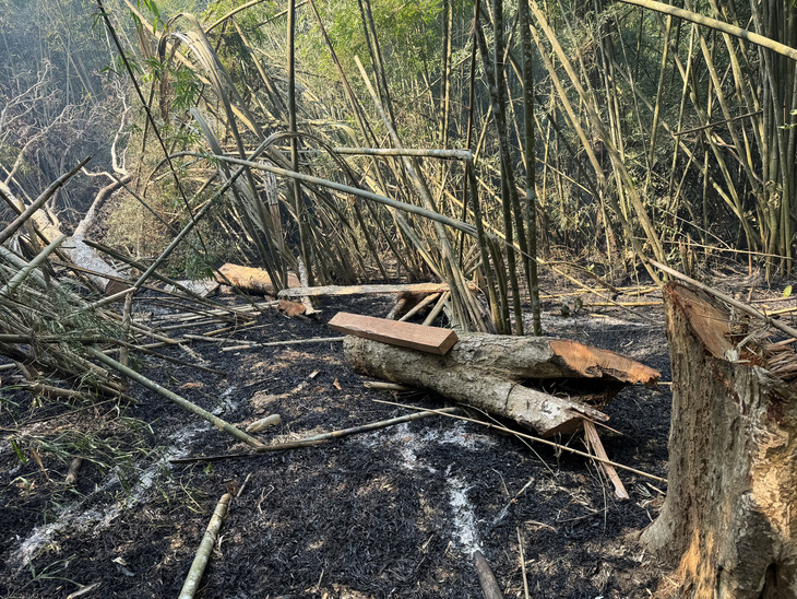 Hiện trường vụ cháy rừng ở khu phố Đoàn Kết, thị trấn Mường Lát đầu tháng 3-2024 - Ảnh Hạt kiểm lâm Mường Lát cung cấp