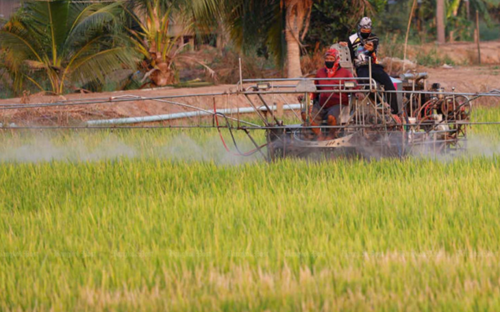 Thái Lan lo lắng vì nông dân lén trồng giống lúa Việt Nam