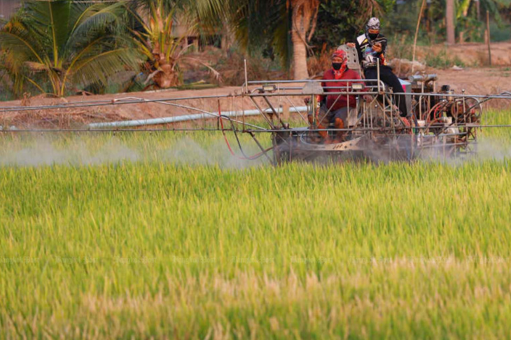 Hiệp hội Nông nghiệp Thái Lan kêu gọi nông dân không trồng các giống lúa ngoại, nhằm ngăn chặn những tác động tiêu cực lên giống lúa địa phương - Ảnh: BANGKOK POST