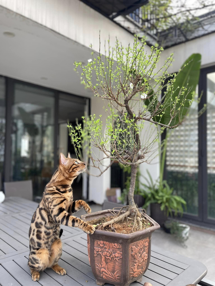 Những khoảnh khắc không muốn rời mắt khi ngắm mèo Bengal của ca sĩ Trọng Tấn - Ảnh: Facebook nhân vật
