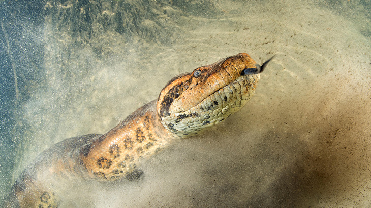 Rắn Vasuki có liên quan loài trăn Anaconda hiện đại - Ảnh: WaterFrame/Alamy Stock Photo