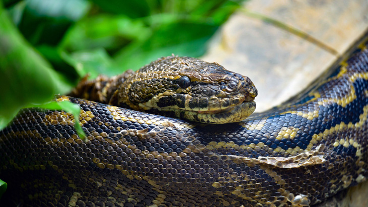 Trăn đá Trung Phi là loài rắn lớn nhất châu Phi, có thể dài tới 5m - Ảnh: Michele D'Amico/Getty Images)