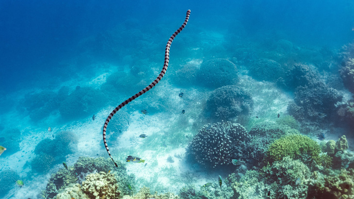 Rắn biển Palaeophis colossaeus có hình thù như rắn Laticauda colubrina (ảnh) - Ảnh: Matteo Colombo/Getty Images
