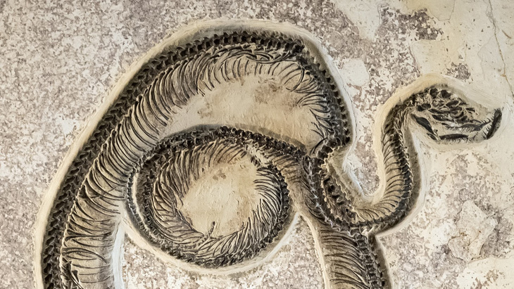 Một con rắn hóa thạch từ thời Ecoene (55,8 đến 33,9 triệu năm trước) - Ảnh: Williamhc/Getty Images