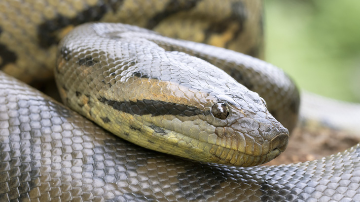 Trăn Anaconda xanh - Ảnh: Mark Kostich/Getty Images
