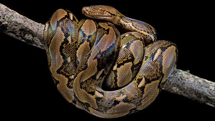 Trăn gấm là loài rắn dài nhất còn sống trên Trái đất ngày nay - Ảnh: Paul Starosta/Getty Images
