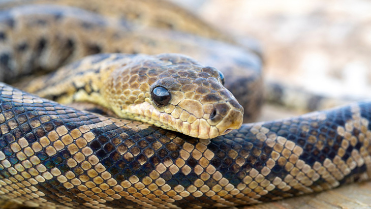 Boa Cuba là loài rắn lớn nhất vùng Caribe - Ảnh: Wirestock/Getty Images