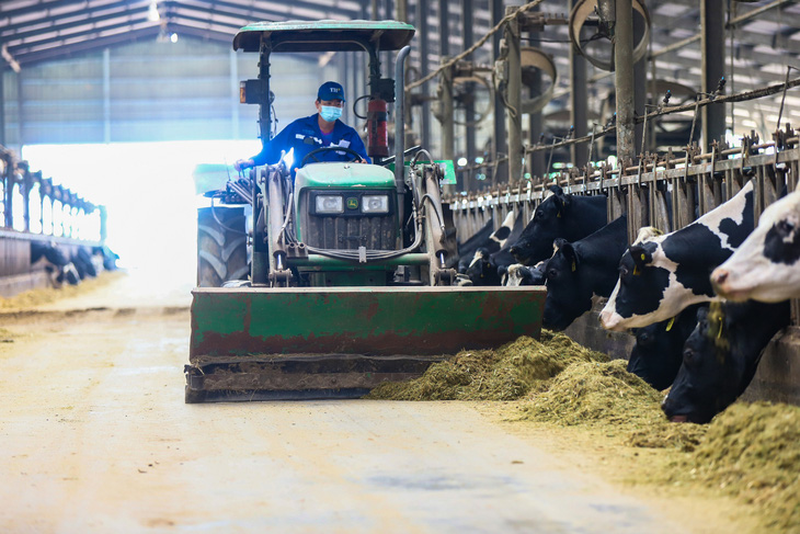 Tập đoàn TH chăn nuôi bò sữa và chế biến sữa tươi 