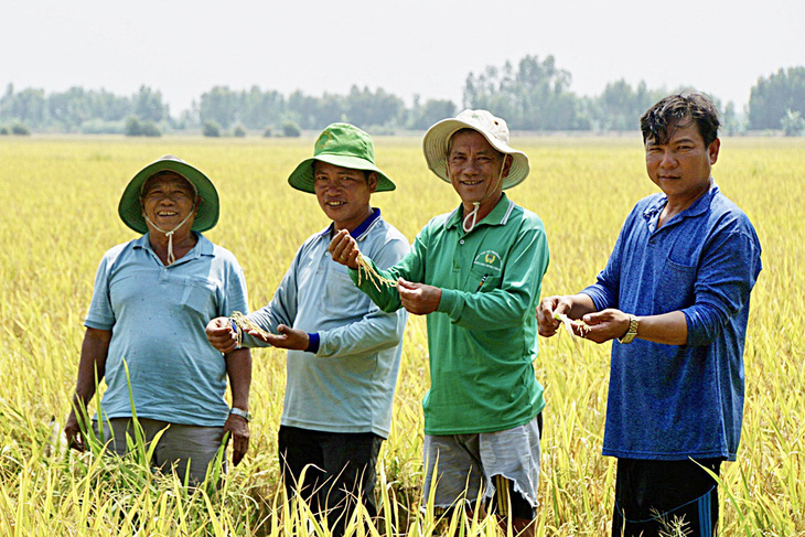 Hợp tác xã Trường Xuân, huyện Tháp Mười, tỉnh Đồng Tháp sản xuất lúa theo quy trình SRP và sẵn sàng tham gia đề án 1 triệu ha lúa chất lượng cao - Ảnh: Đ.TUYẾT
