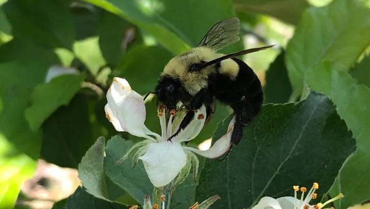 Một con ong vò vẽ phương Đông đang hút mật trên hoa táo - Ảnh: Nigel Raine/CNN