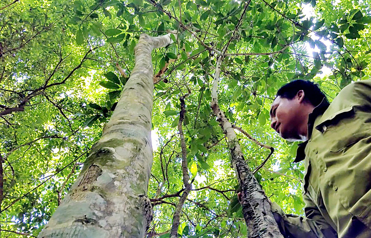 Tại Quảng Bình còn nhiều cánh rừng tự nhiên có độ che phủ cao, phù hợp khai thác tín chỉ carbon - Ảnh: Q.NAM