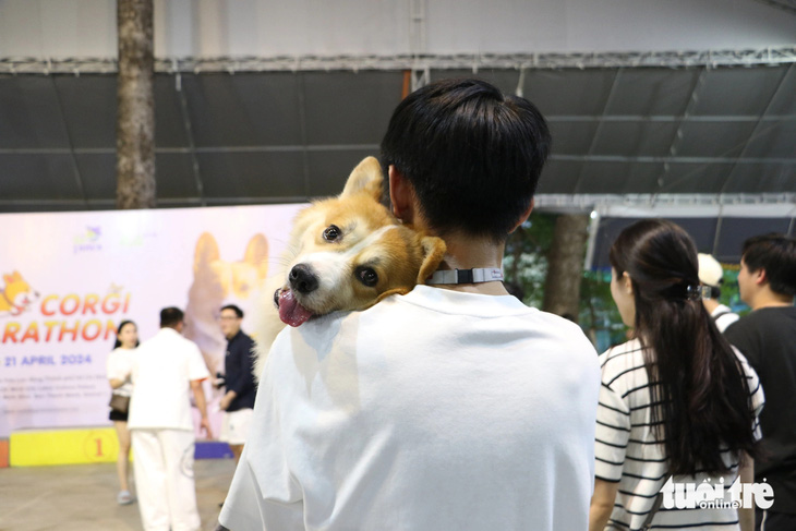 Những chú chó tham dự cuộc thi đều được chủ hết mực yêu thương, cưng chiều 