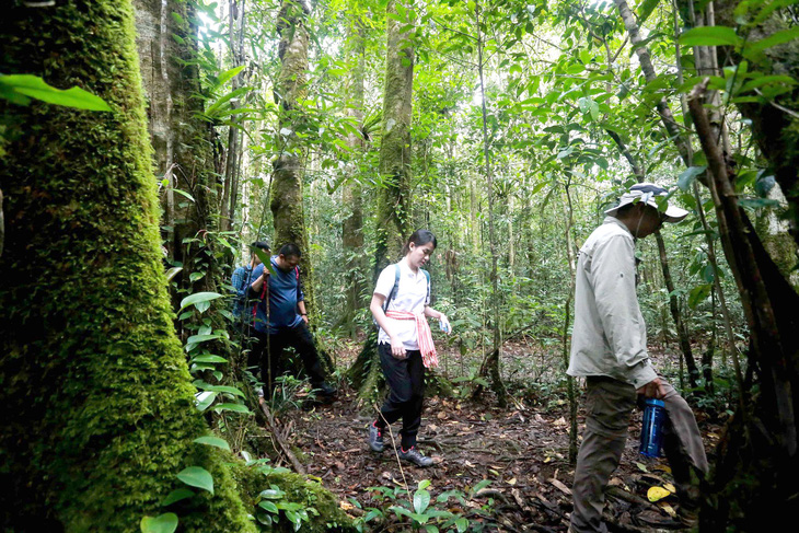Tiềm năng trao đổi, chuyển nhượng tín chỉ carbon rừng của Việt Nam là rất lớn - Ảnh: C.TUỆ