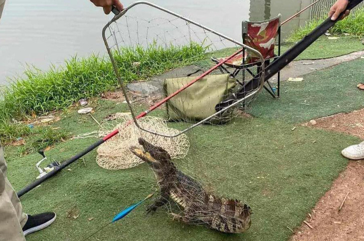 Con cá sấu được người dân câu ở Hà Nội - Ảnh: V.T. 