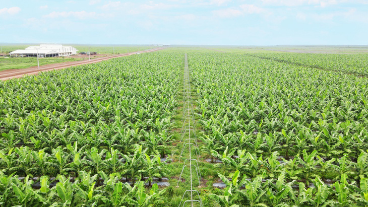 THACO AGRI cung cấp cho thị trường xuất khẩu các sản phẩm hữu cơ với sản lượng lớn và chất lương cao