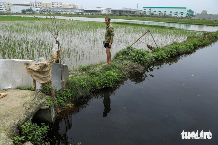 Ông  Phạm Sỹ Tuệ ngao ngán vì nước ô nhiễm thường xuyên tràn vào ruộng lúa - Ảnh: DANH KHANG
