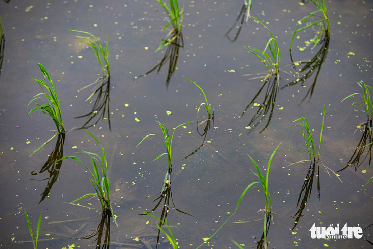 Do ngâm lâu trong nước thải, lúa có dấu hiệu chậm phát triển (ảnh chụp tại phường Phong Khê, TP Bắc Ninh) - Ảnh: D.KHANG