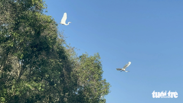 Cận cảnh những cánh cò bay lượn trong Vườn quốc gia Tràm Chim, huyện Tam Nông, tỉnh Đồng Tháp - Ảnh: ĐẶNG TUYẾT