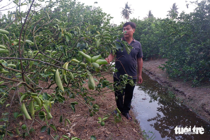 Hơn 4.600 cây chanh và cây ăn trái ở lưu vực sông Vàm Cỏ Đông, tỉnh Long An đang bị xâm nhập mặn uy hiếp - Ảnh: SƠN LÂM