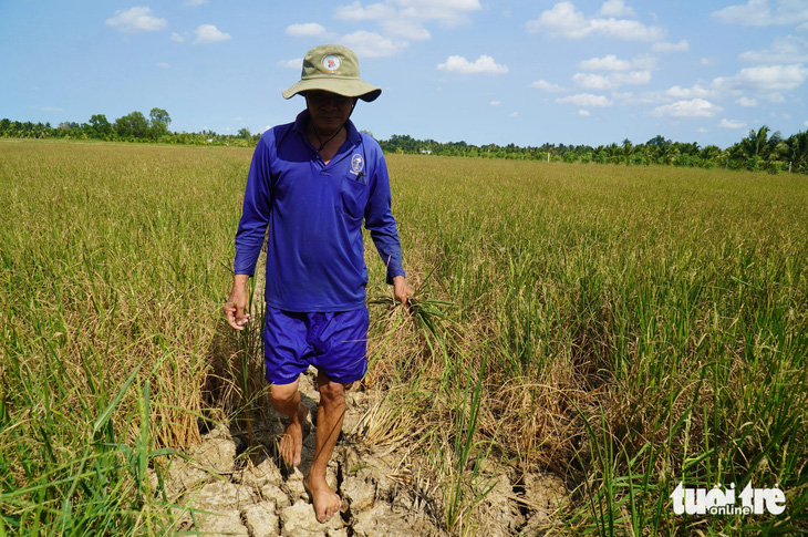 Nhiều ruộng lúa vụ 3 của người dân tại huyện Giồng Trôm bị thiệt hại do nhiễm mặn - Ảnh: MẬU TRƯỜNG