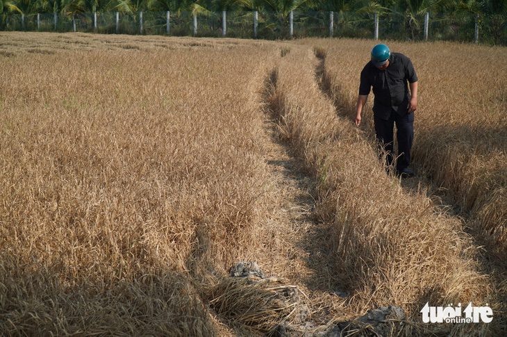 Nhiều nông dân tại tỉnh Bến Tre bất chấp khuyến cáo của cơ quan chức năng vẫn gieo sạ lúa vụ 3. Hiện đã có khoảng 30ha lúa bị chết do nhiễm mặn - Ảnh: MẬU TRƯỜNG