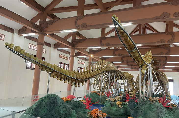 Hai bộ xương cá voi được phục dựng hoàn chỉnh sau 200 năm gìn giữ ở Lý Sơn - Ảnh: TRẦN MAI