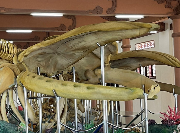 Riêng xương ngà của bộ xương cá voi đã dài 4,7m - Ảnh: TRẦN MAI