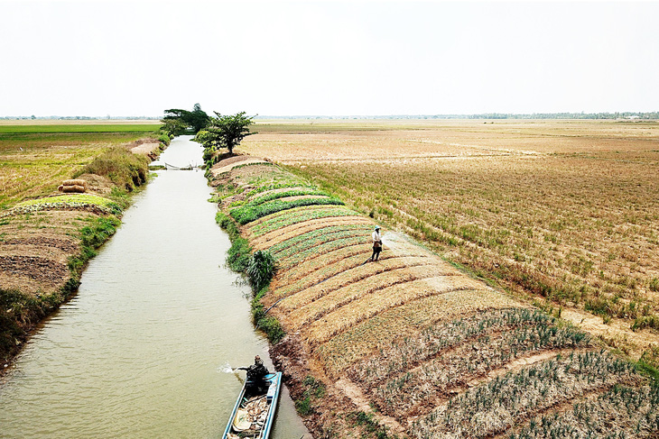 Nhiều cánh đồng ở huyện Long Phú (Sóc Trăng) người dân không dám trồng lúa mà chỉ tận dụng trồng rau màu bởi nhiều tuyến kênh bị nước mặn xâm nhập - Ảnh: CHÍ QUỐC