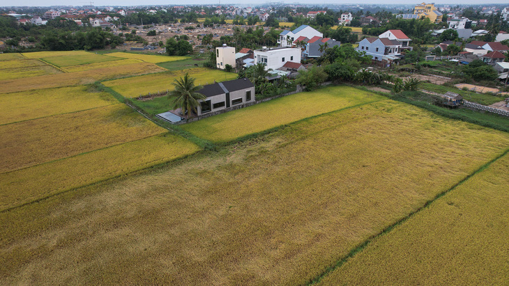 Cảnh bình yên ở làng quê Hội An - Ảnh: PHẠM VĂN SƠN