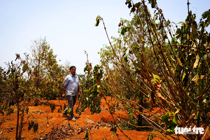 Một vườn cà phê của người dân xã Ia Kriêng (huyện Đức Cơ) đang chết cháy vì khô hạn kéo dài, thiếu nước tưới - Ảnh: TẤN LỰC 