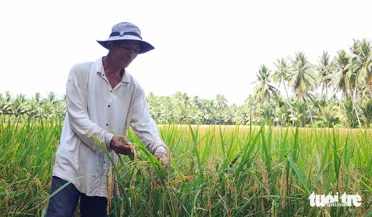 Ông Lâm Sanh ở xã Tân Hòa, huyện Tiểu Cần, tỉnh Trà Vinh bên ruộng lúa sắp thu hoạch, nhưng trên ruộng vẫn còn đủ nước - Ảnh: HOÀI THƯƠNG